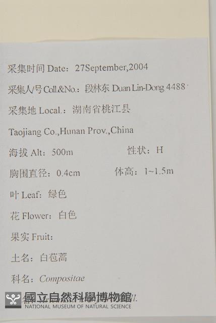 角菜、珍珠菜藏品圖，第2張