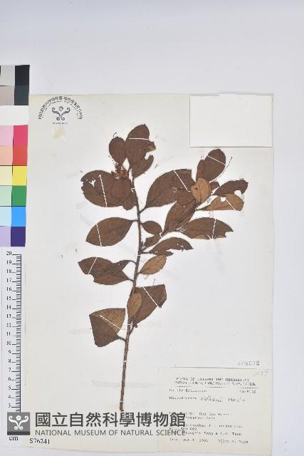 金毛杜鵑藏品圖，第1張