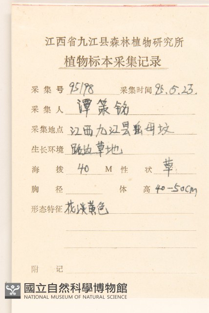 秋鼠麴草藏品圖，第2張