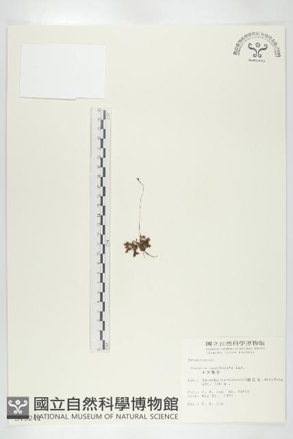 小毛氈苔藏品圖，第1張