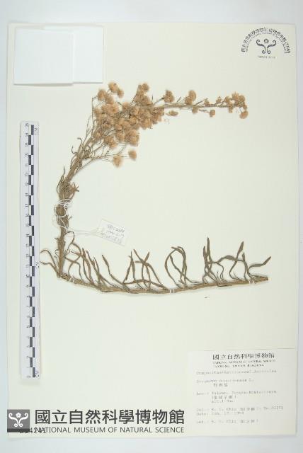 野塘蒿藏品圖，第1張