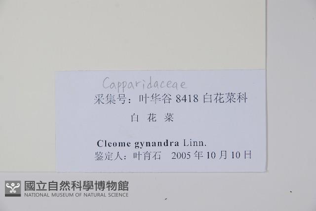 白花菜藏品圖，第2張