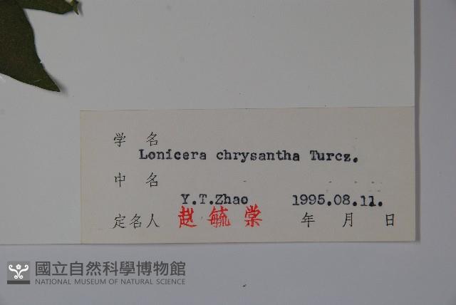 金花忍冬藏品圖，第2張