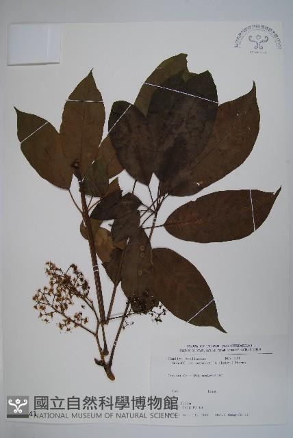 鵝掌柴、江某、鴨腳樹藏品圖，第1張