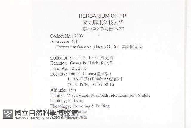 美洲闊苞菊藏品圖，第2張