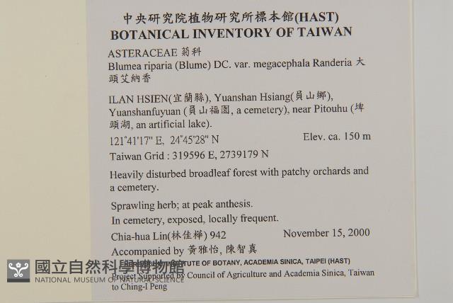 金錢草藏品圖，第2張