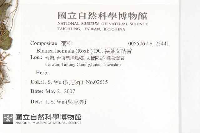 裂葉艾納香藏品圖，第2張