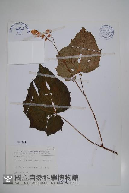 水鴨腳藏品圖，第1張