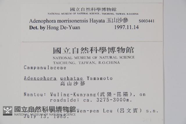 玉山沙參藏品圖，第2張