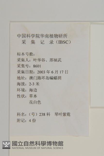 琴葉紫菀藏品圖，第2張