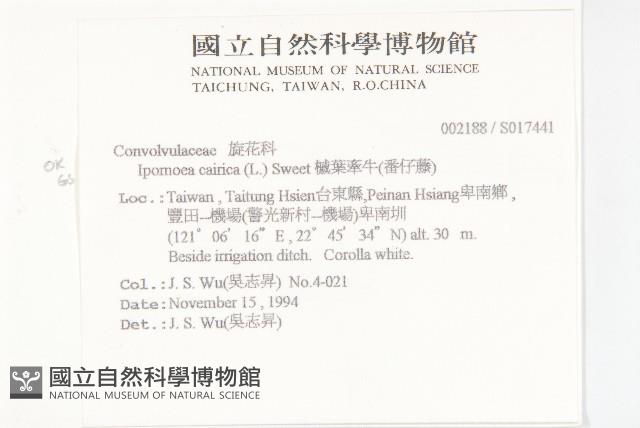 番仔藤藏品圖，第2張