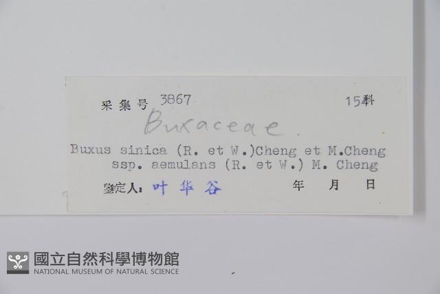 黃楊藏品圖，第2張