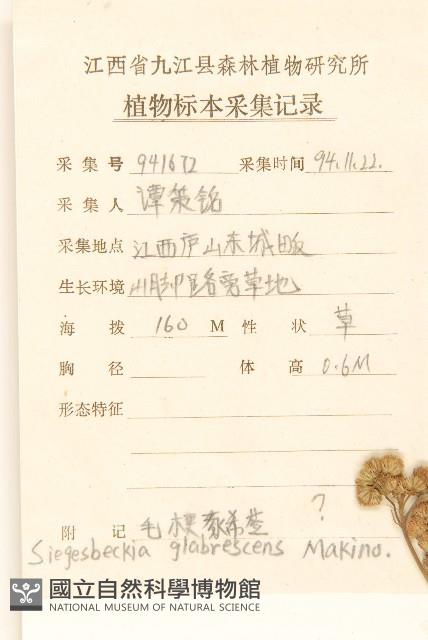 毛梗豨薟藏品圖，第2張