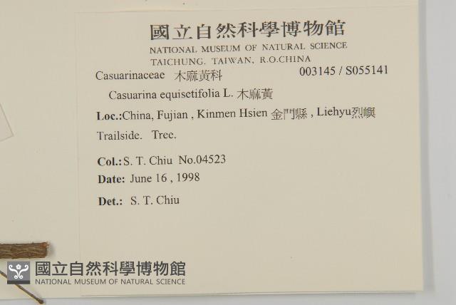 木麻黃藏品圖，第2張