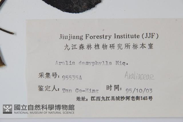 頭序蔥木藏品圖，第2張