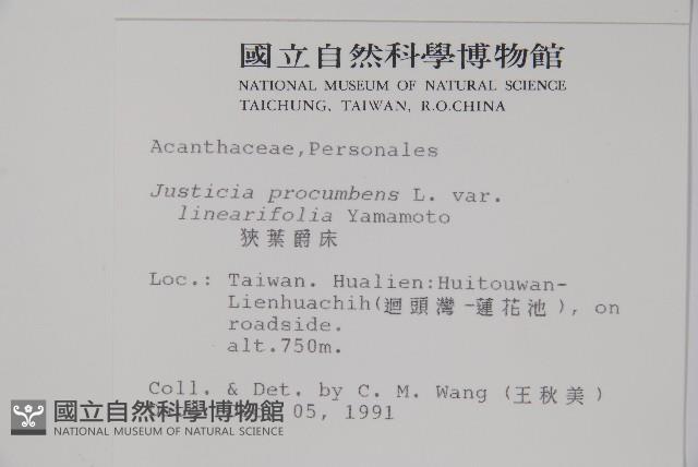 狹葉爵床藏品圖，第2張