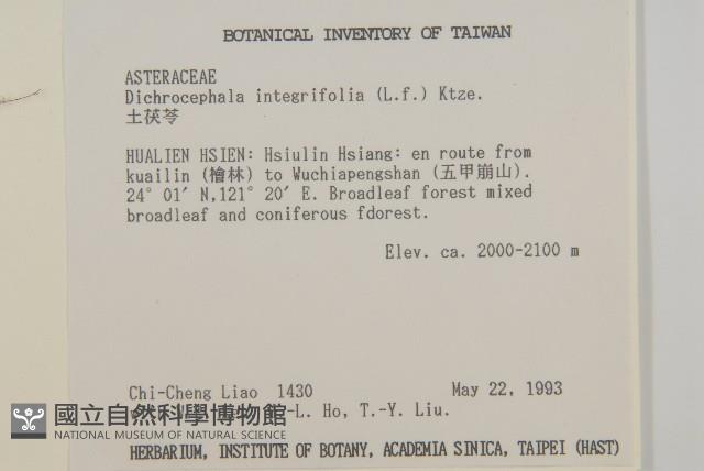 茯苓菜藏品圖，第2張