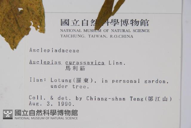 尖尾鳳、馬利筋藏品圖，第2張