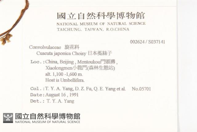 日本菟絲子藏品圖，第2張