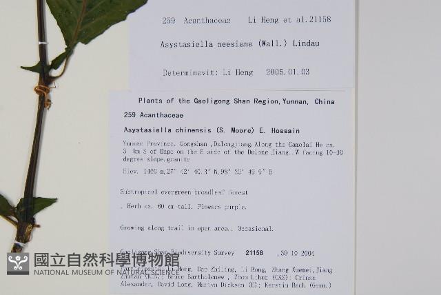 尼氏擬馬偕花藏品圖，第2張