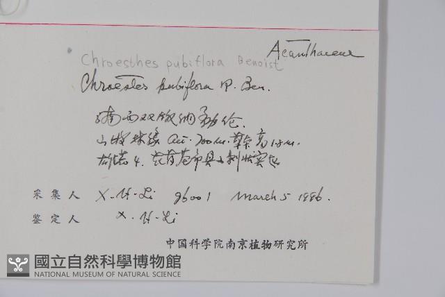 色萼花藏品圖，第2張