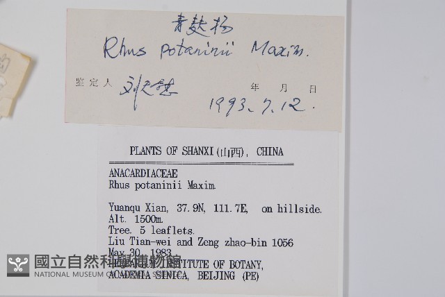倍子樹藏品圖，第2張
