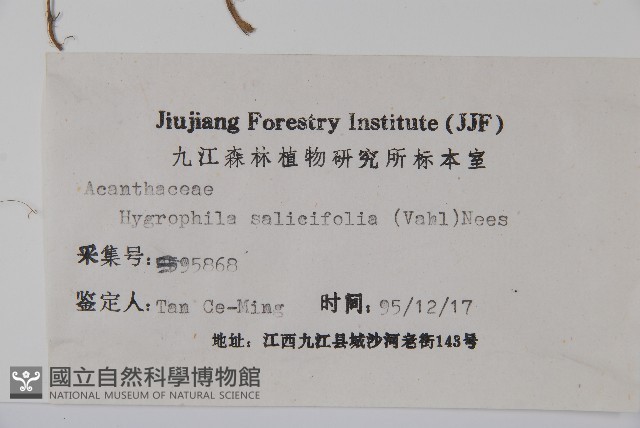 柳葉水蓑衣藏品圖，第2張