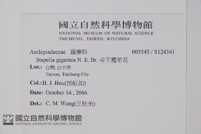 帝王魔星花藏品圖，第2張