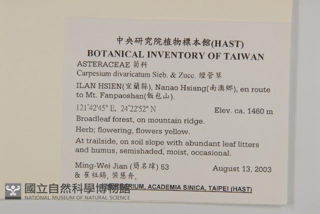 煙管草藏品圖，第2張