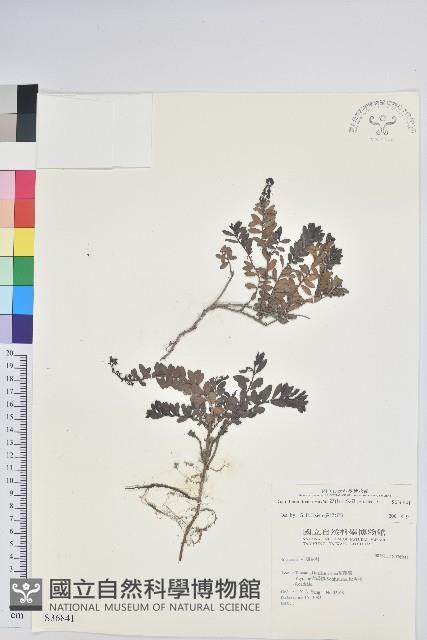 高山白珠樹藏品圖，第1張