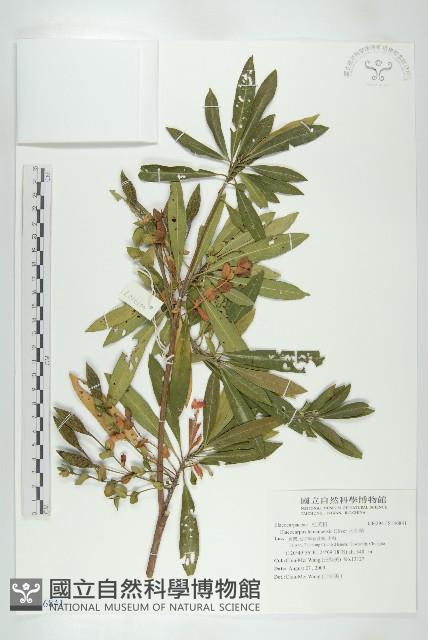 水石榕藏品圖，第2張