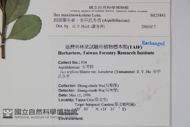 倒卵葉冬青、金平氏冬青藏品圖，第2張