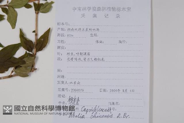 臺灣糯米條藏品圖，第2張