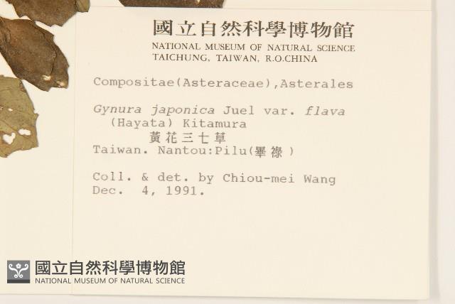 黃花三七草藏品圖，第2張