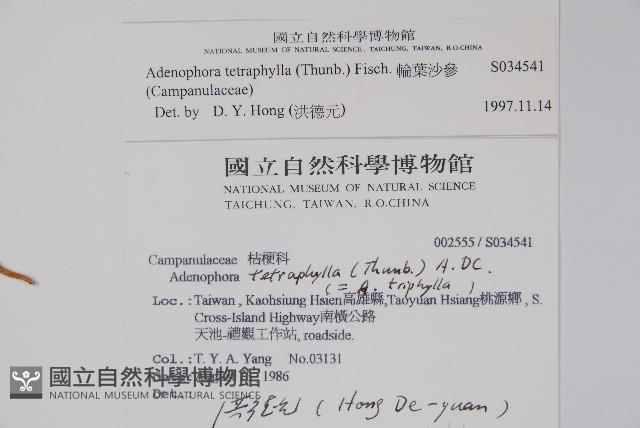 輪葉沙參藏品圖，第2張