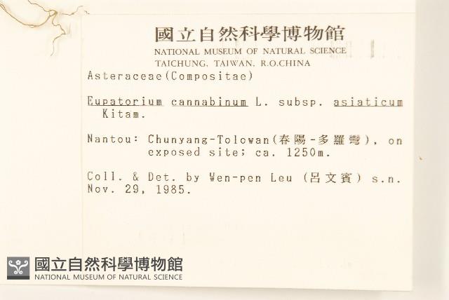 台灣澤蘭藏品圖，第2張