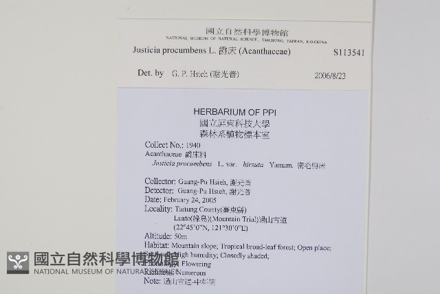 爵床藏品圖，第2張