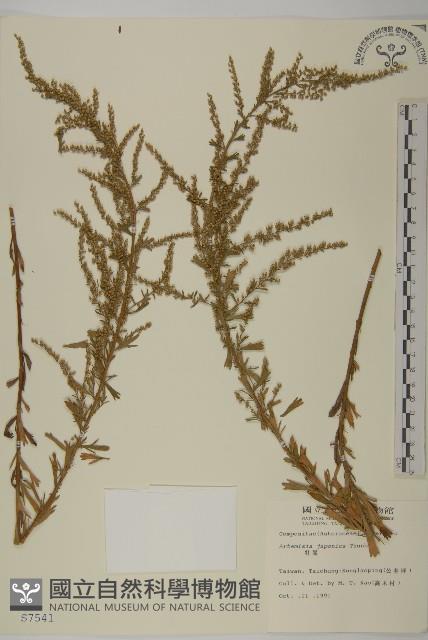 牡蒿藏品圖，第1張