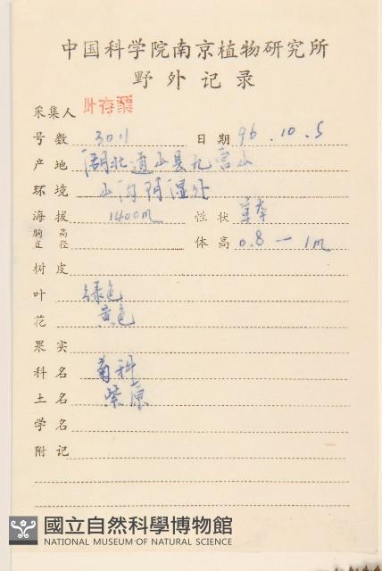 狹苞橐吾藏品圖，第2張