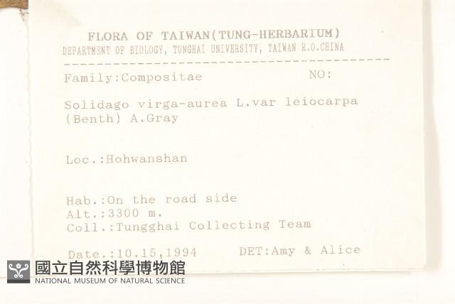 一枝黃花藏品圖，第2張