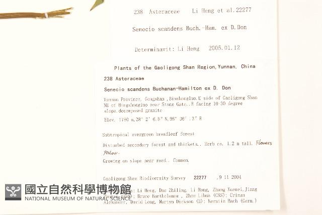 蔓黃菀藏品圖，第2張