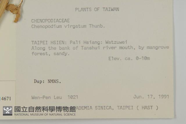 變葉藜藏品圖，第2張