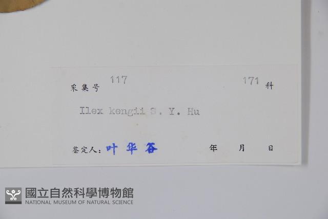 盤柱冬青藏品圖，第2張