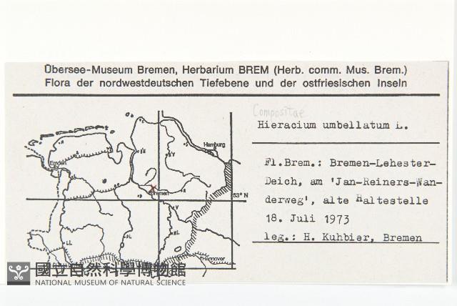 山柳菊藏品圖，第2張