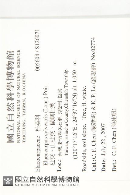 杜英、山杜英、蘭嶼杜英藏品圖，第2張