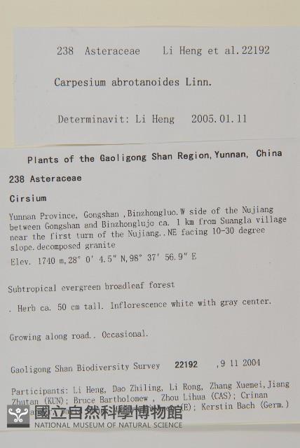 球序蓼藏品圖，第2張