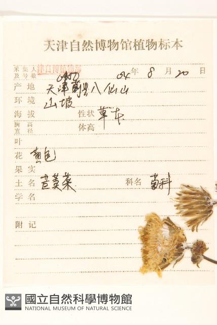 長裂苦苣菜藏品圖，第2張