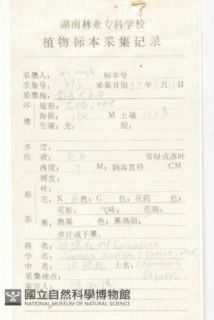 四照花、山荔枝藏品圖，第2張