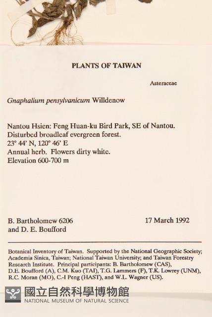 匙葉鼠麴草藏品圖，第2張