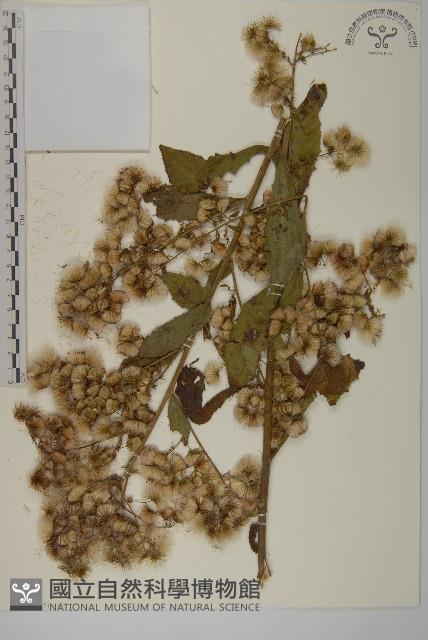 薄葉艾納香藏品圖，第2張